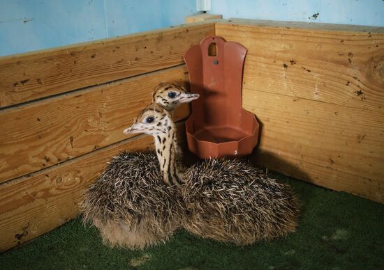 Ostrich Farm in Leningrad Region