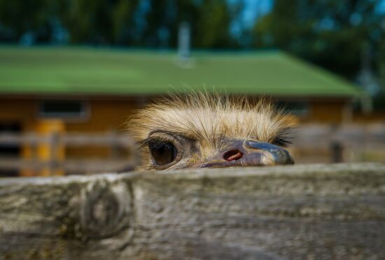 Ostrich Farm in Leningrad Region