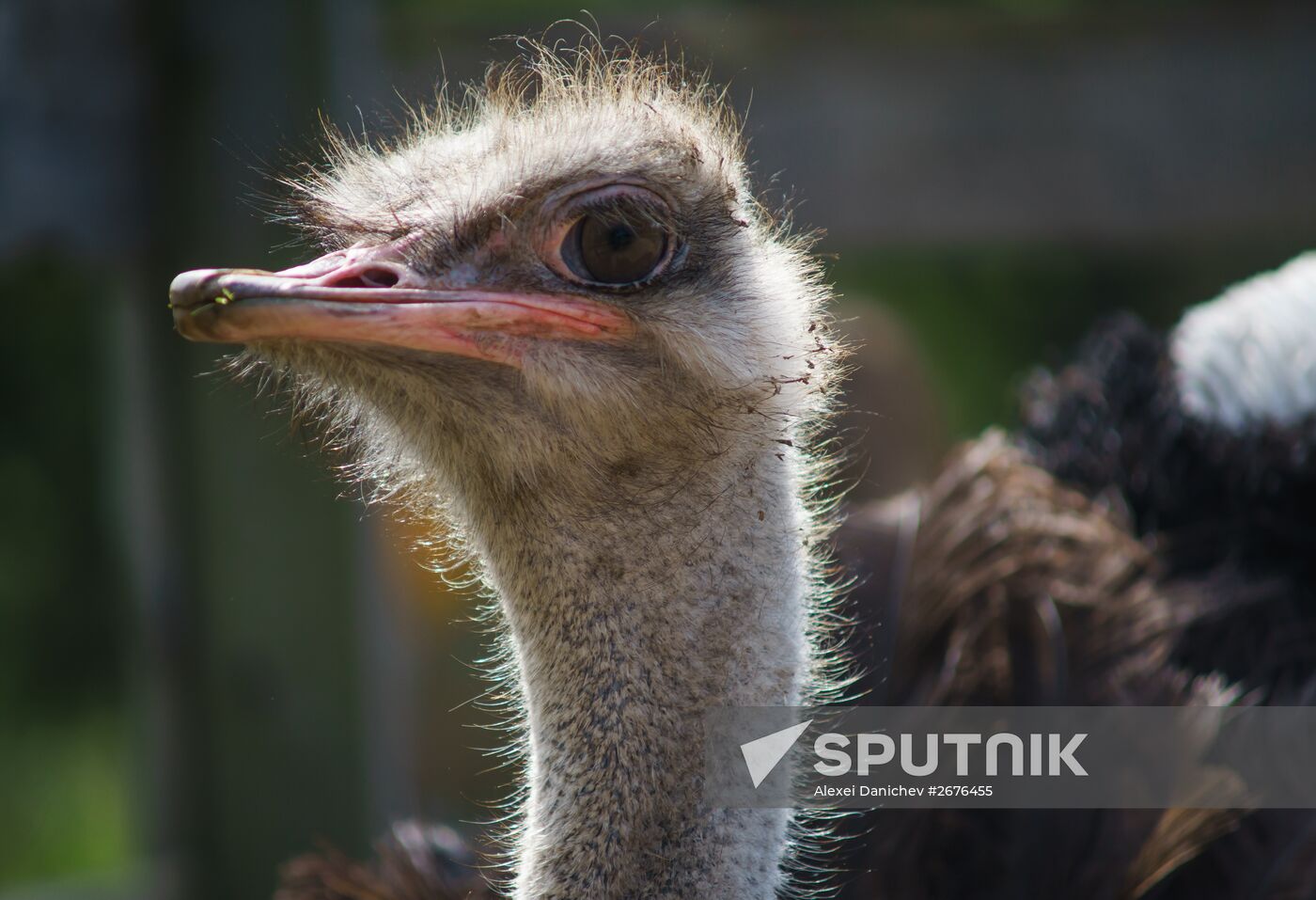 Ostrich Farm in Leningrad Region