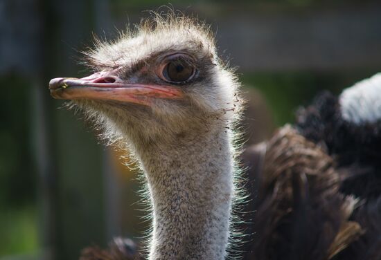 Ostrich Farm in Leningrad Region