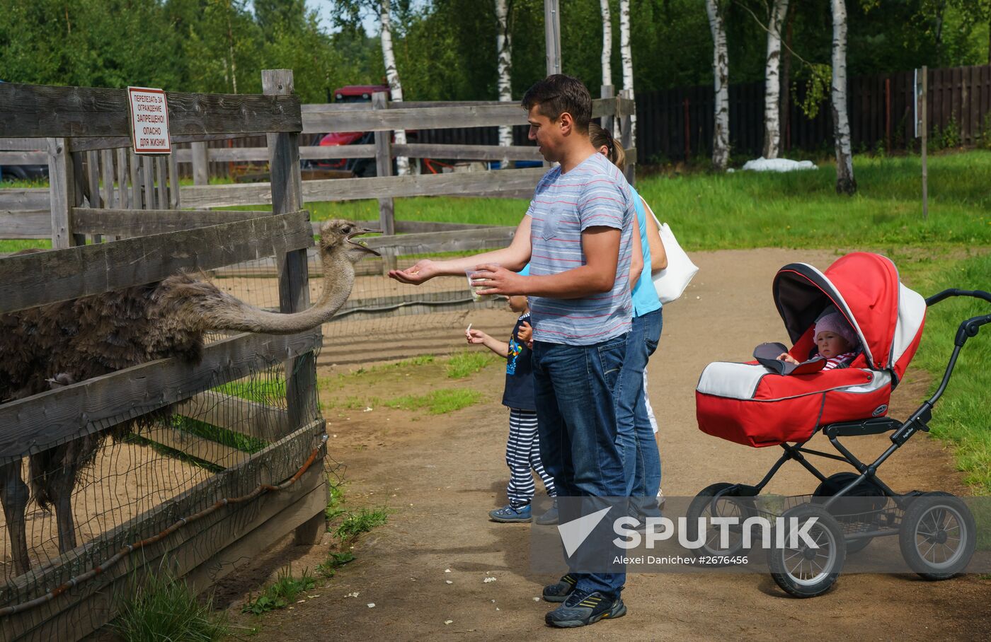 Ostrich Farm in Leningrad Region