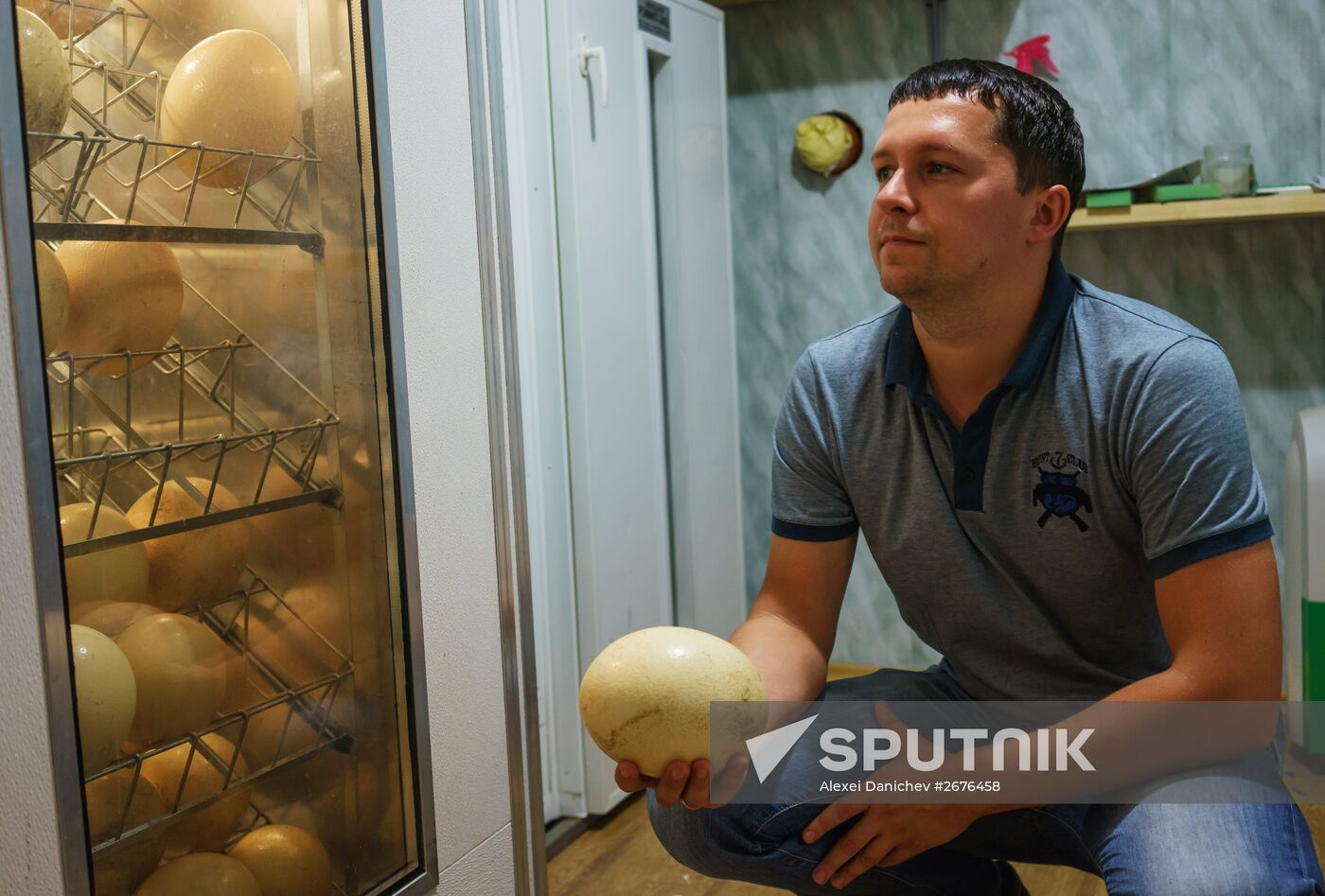 Ostrich Farm in Leningrad Region