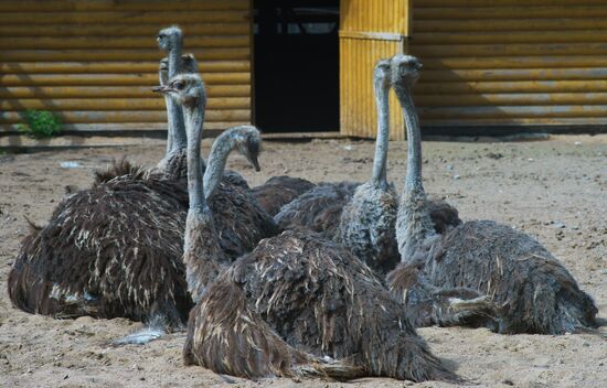 Ostrich Farm in Leningrad Region