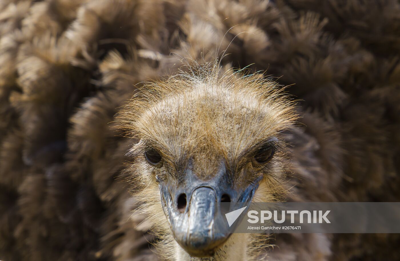 Ostrich Farm in Leningrad Region