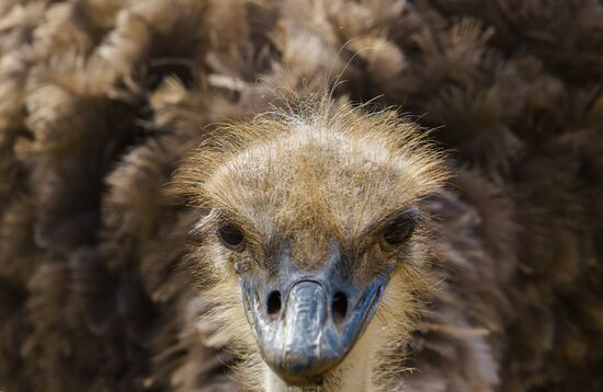 Ostrich Farm in Leningrad Region