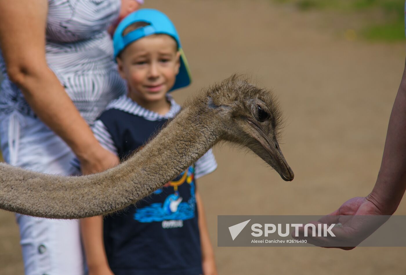Ostrich Farm in Leningrad Region