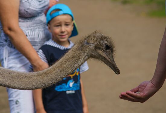 Ostrich Farm in Leningrad Region