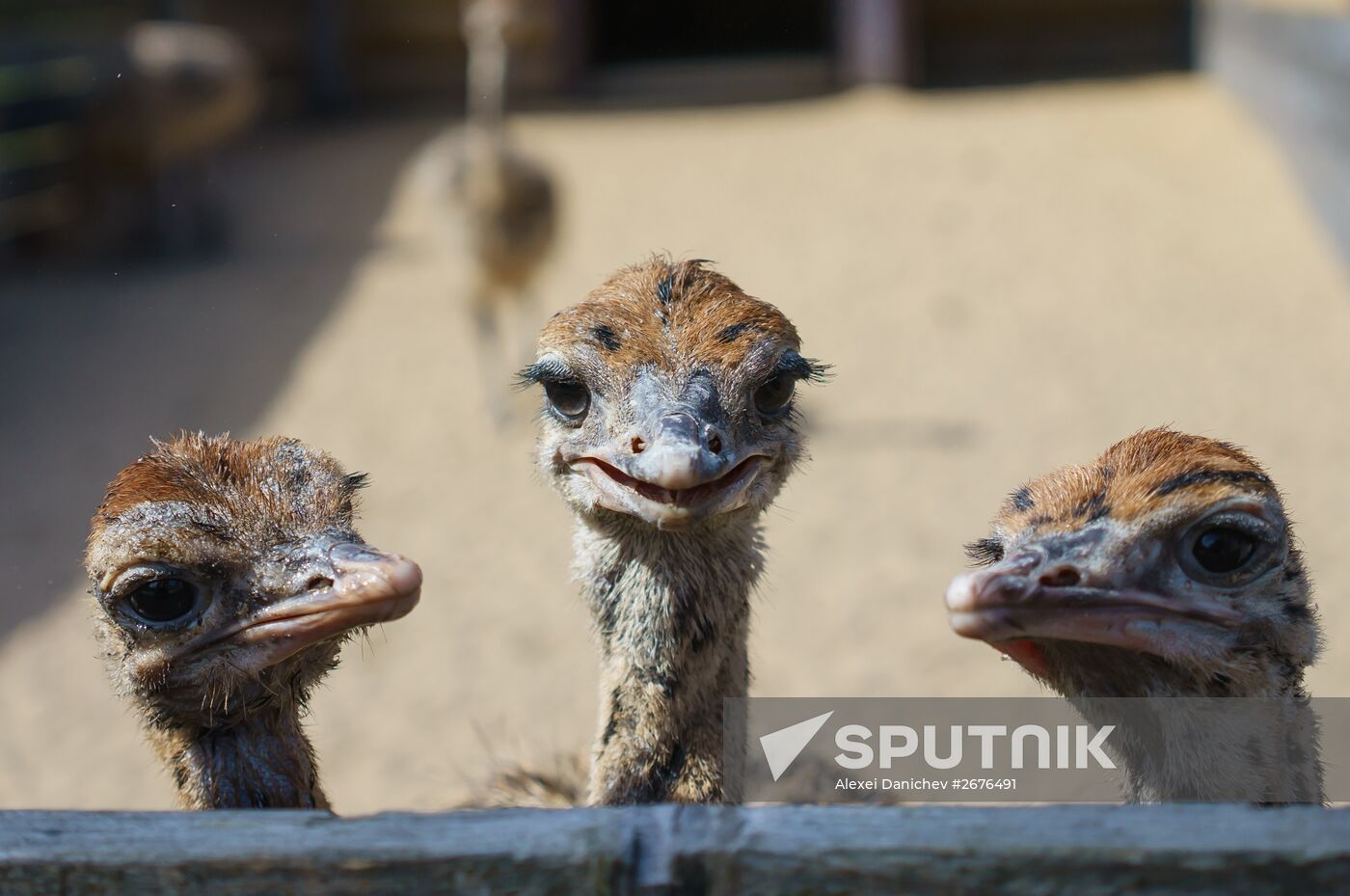 Ostrich Farm in Leningrad Region