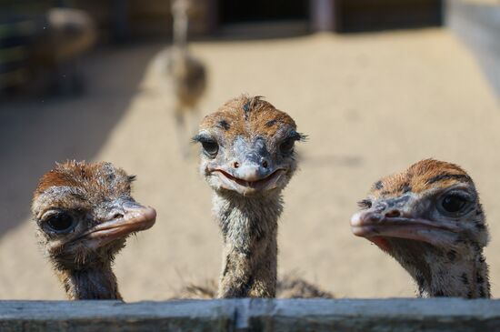 Ostrich Farm in Leningrad Region