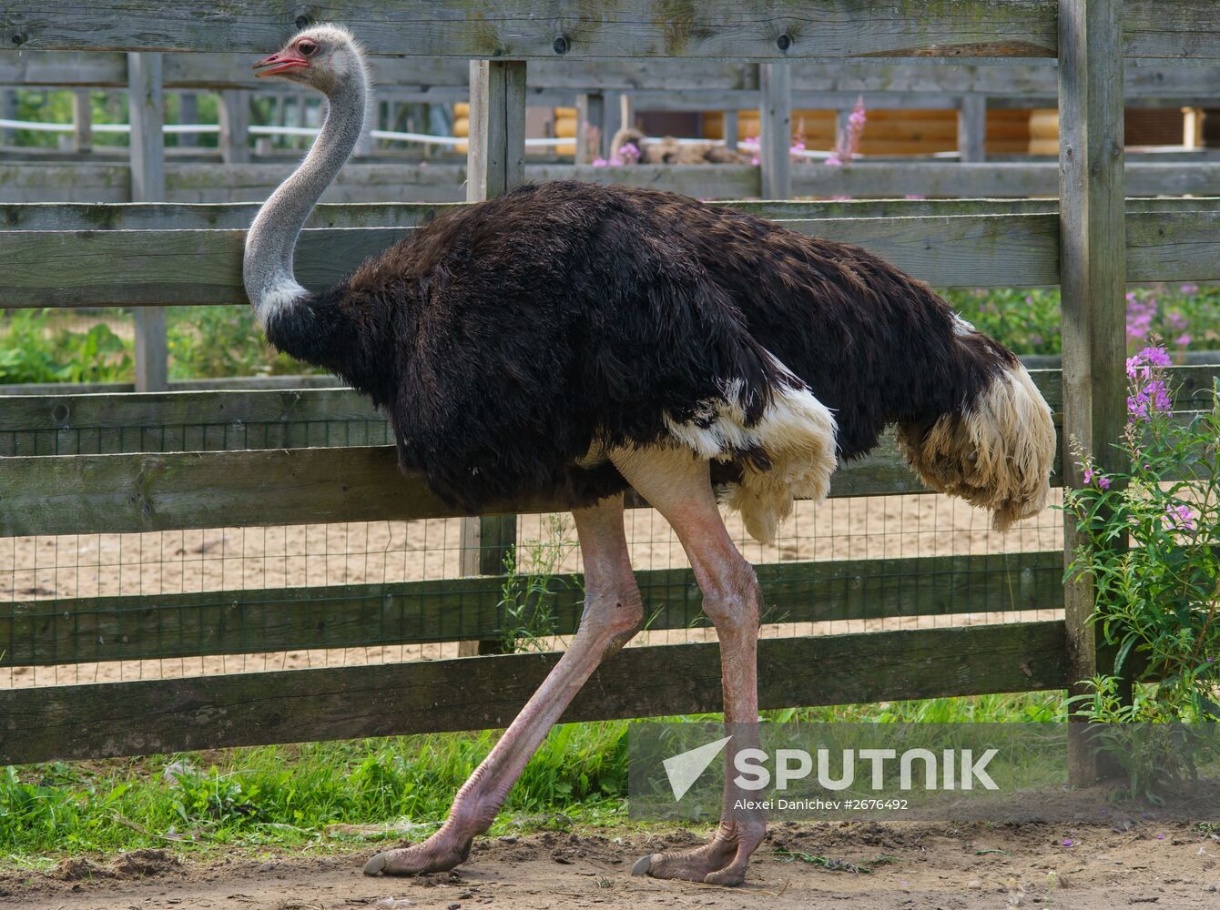 Ostrich Farm in Leningrad Region