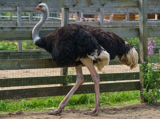 Ostrich Farm in Leningrad Region
