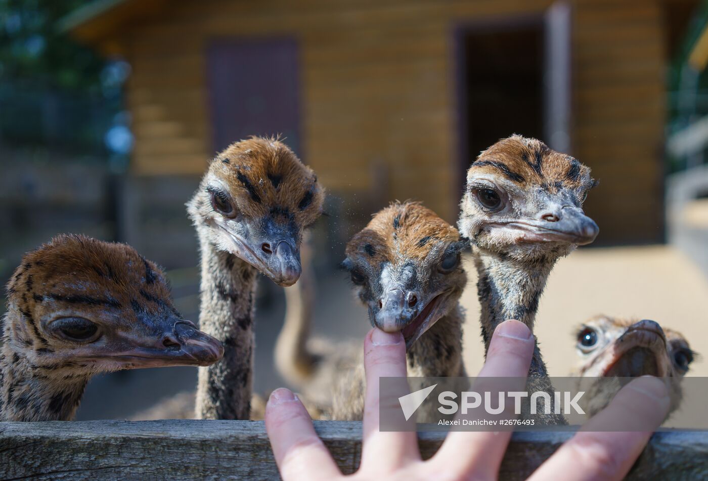 Ostrich Farm in Leningrad Region
