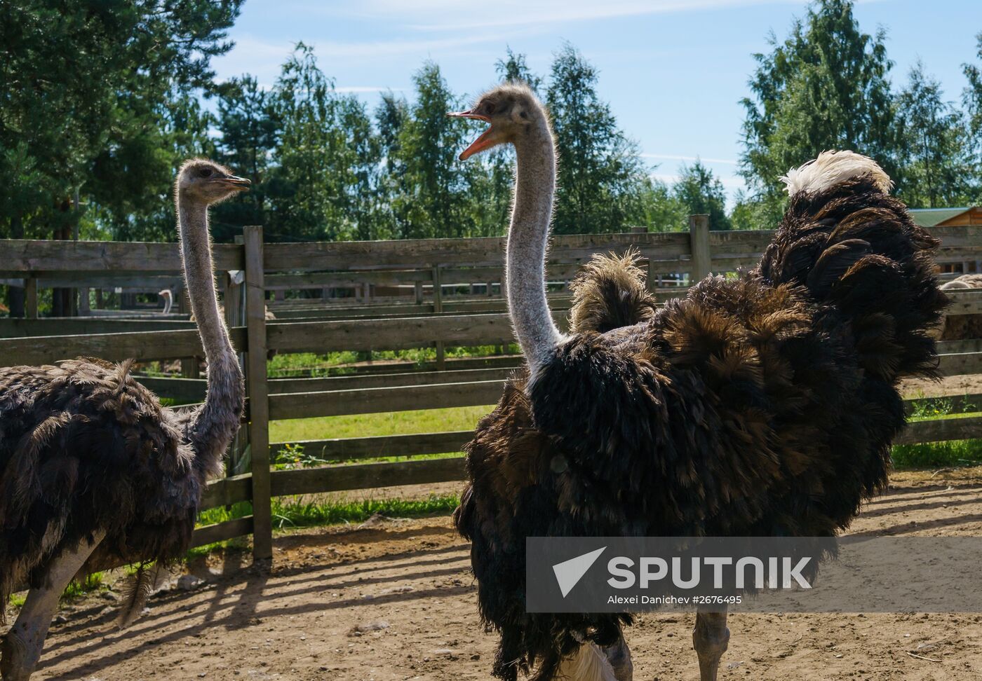 Ostrich Farm in Leningrad Region