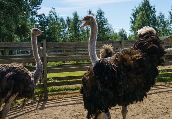 Ostrich Farm in Leningrad Region