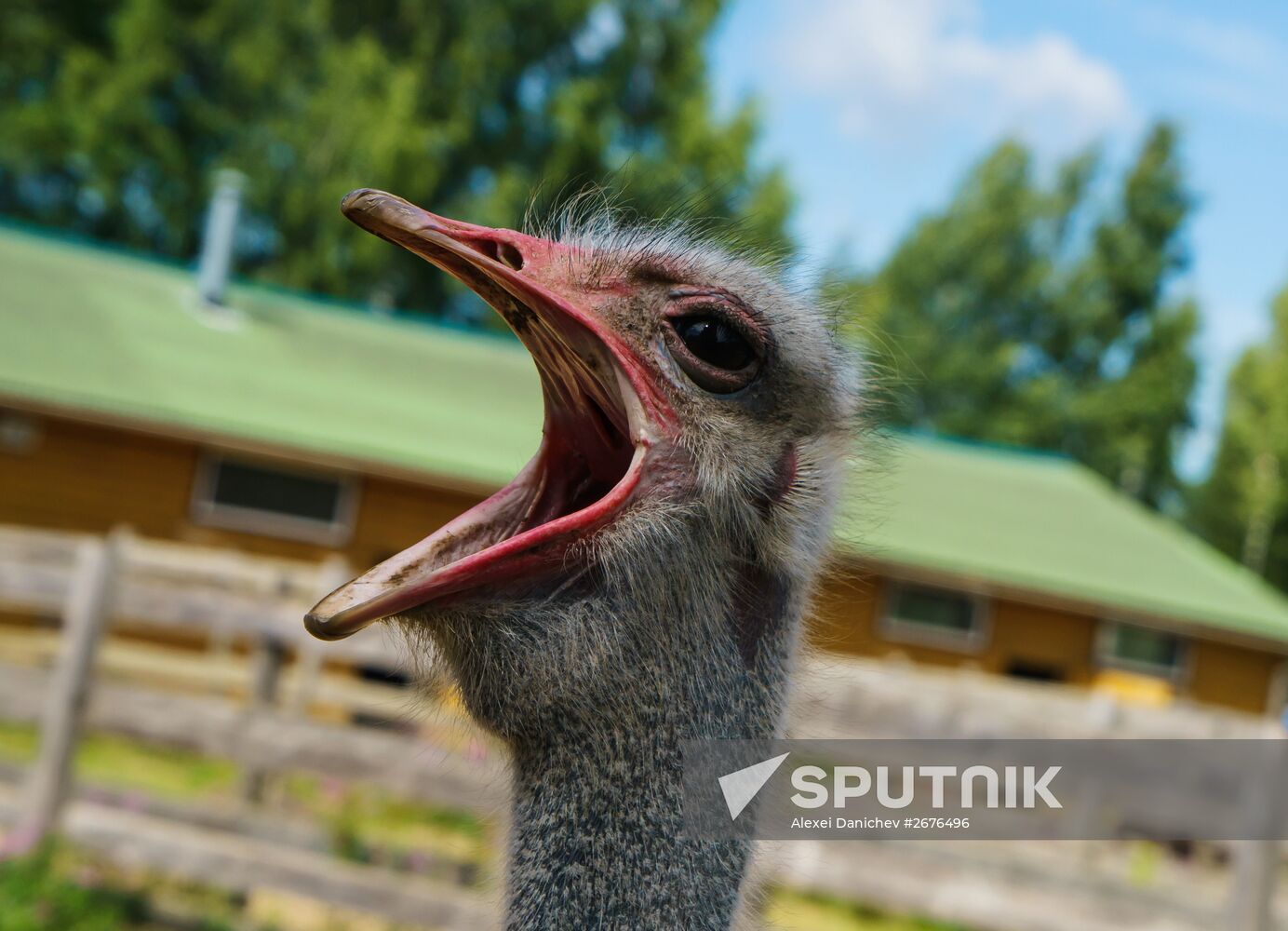 Ostrich Farm in Leningrad Region