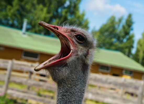 Ostrich Farm in Leningrad Region