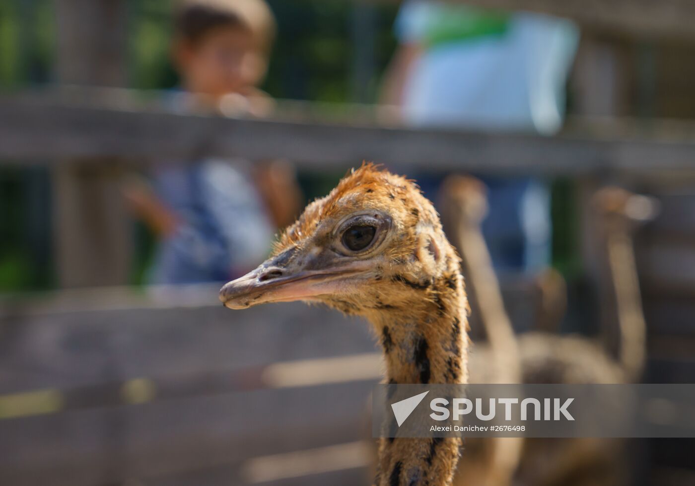 Ostrich Farm in Leningrad Region