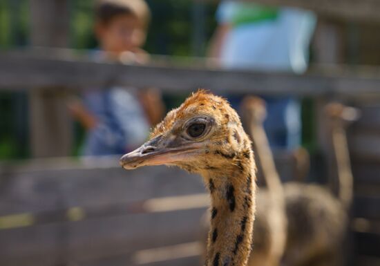 Ostrich Farm in Leningrad Region