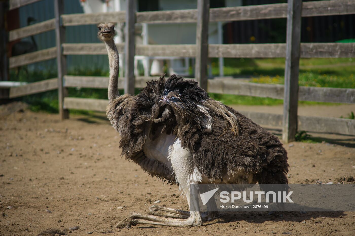 Ostrich Farm in Leningrad Region