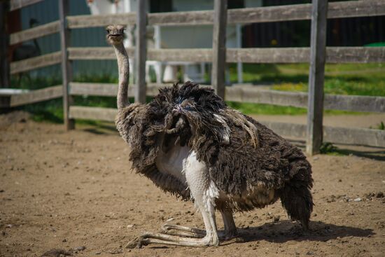 Ostrich Farm in Leningrad Region