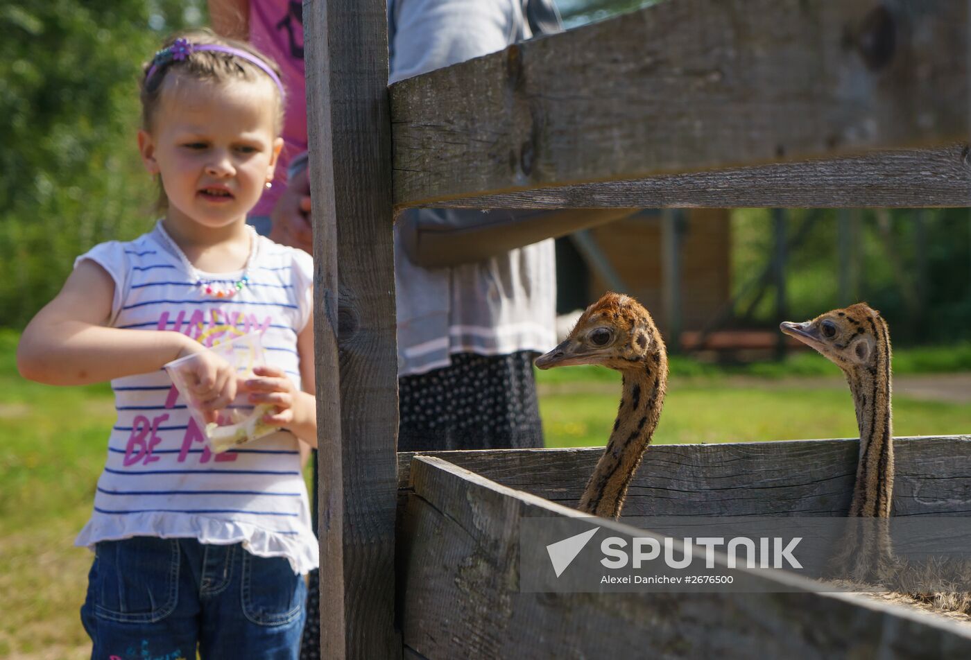 Ostrich Farm in Leningrad Region