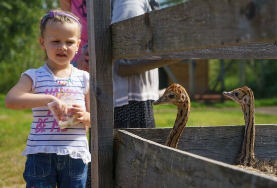 Ostrich Farm in Leningrad Region