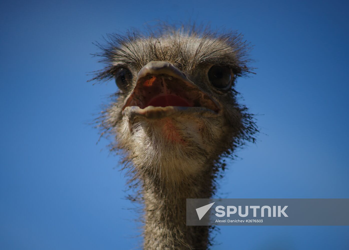 Ostrich Farm in Leningrad Region