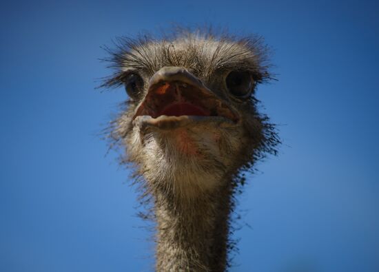 Ostrich Farm in Leningrad Region