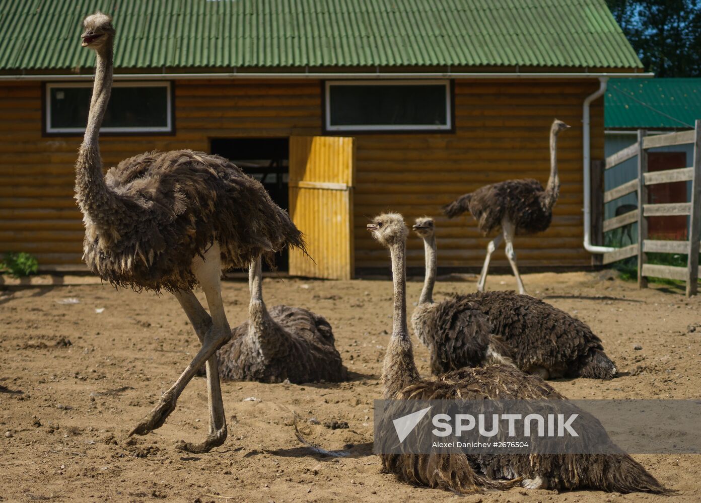 Ostrich Farm in Leningrad Region