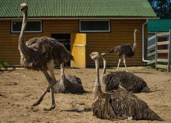 Ostrich Farm in Leningrad Region
