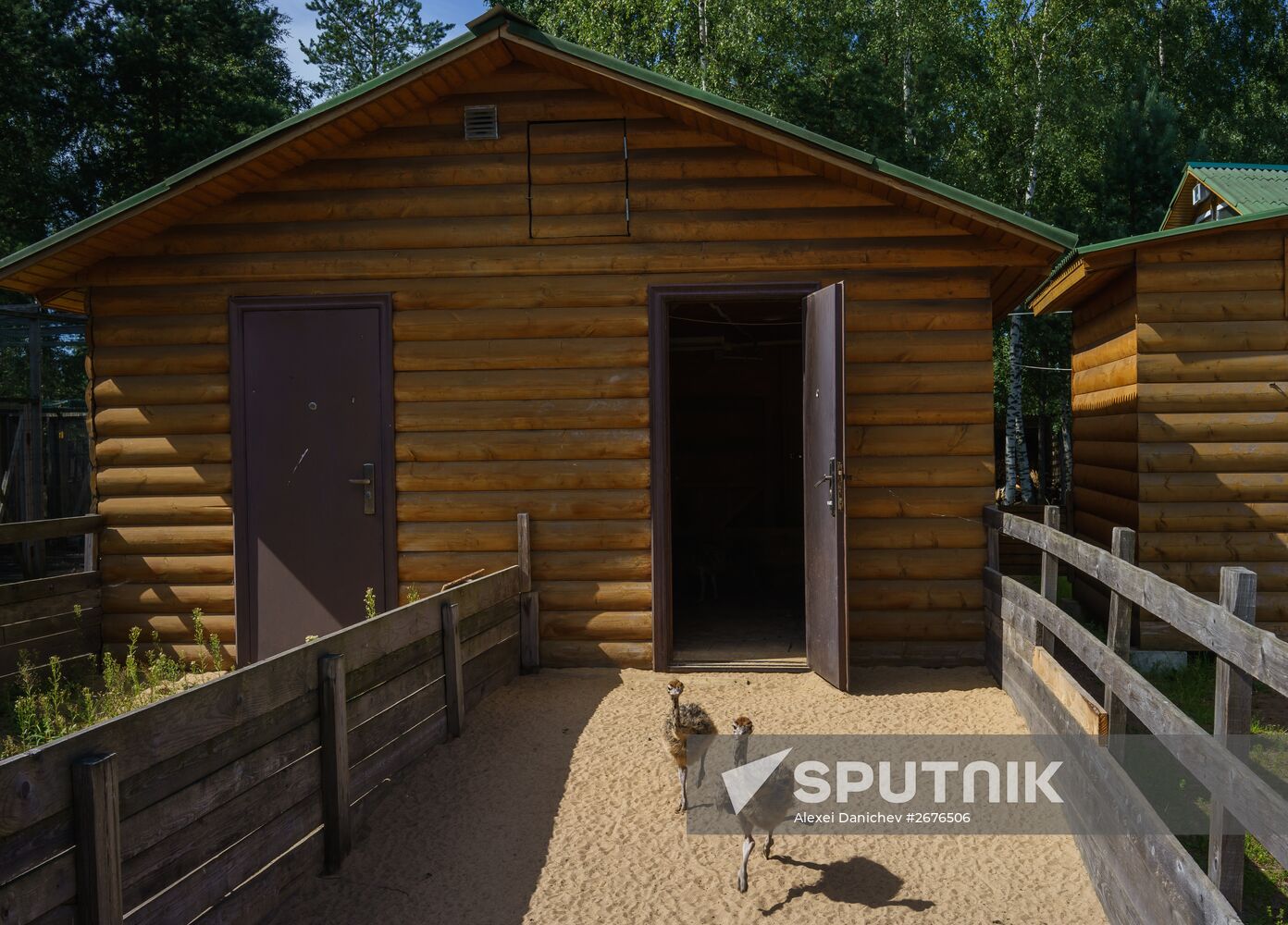 Ostrich Farm in Leningrad Region