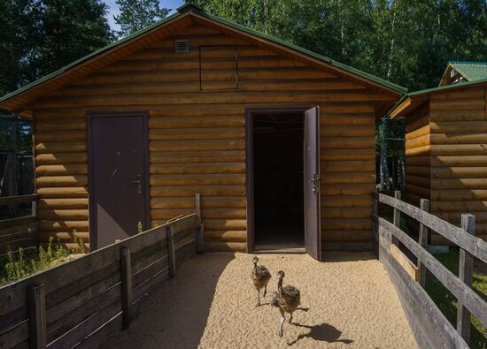 Ostrich Farm in Leningrad Region