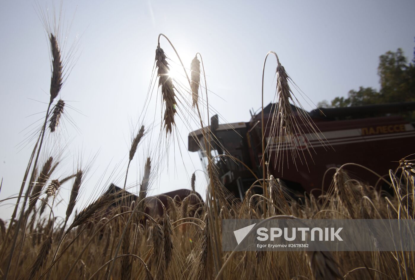 Harvesting grain in Belarus