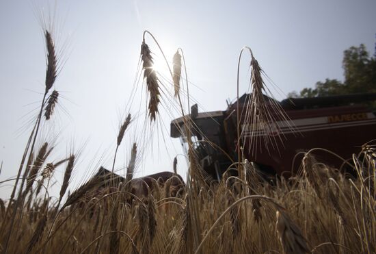 Harvesting grain in Belarus