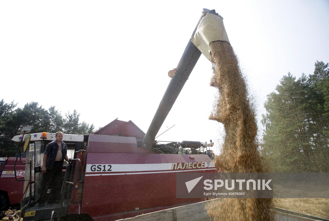 Harvesting grain in Belarus