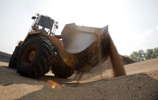 Harvesting grain in Belarus