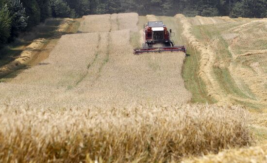 Harvesting grain in Belarus