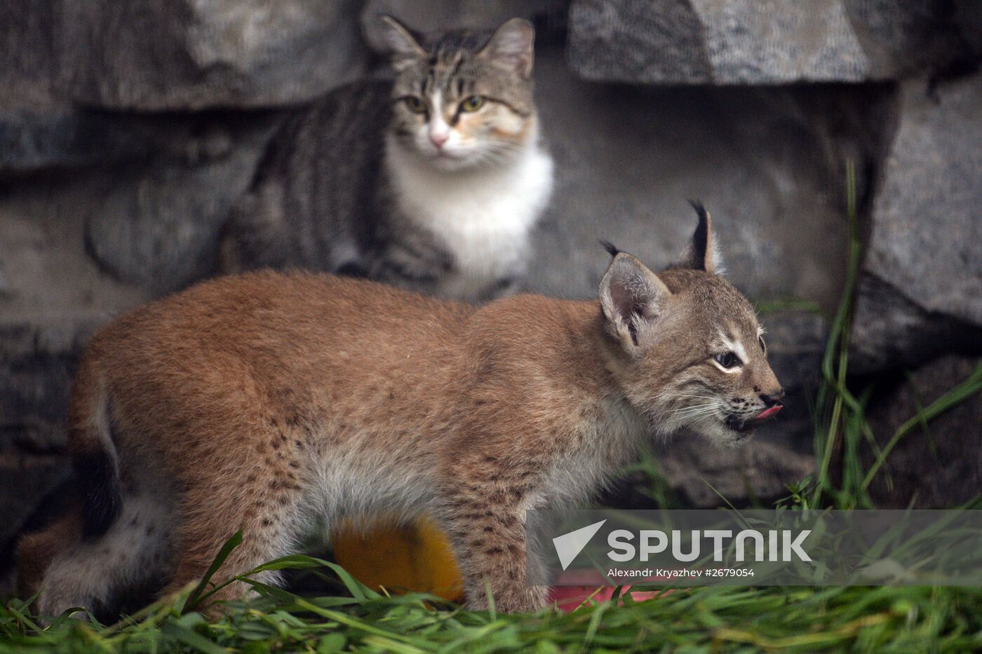 Domestic cat nurses lynx kitten in Novosibirsk Zoo