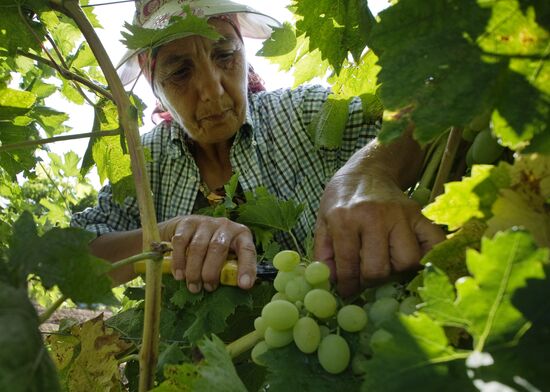 Picking fruits in Crimea