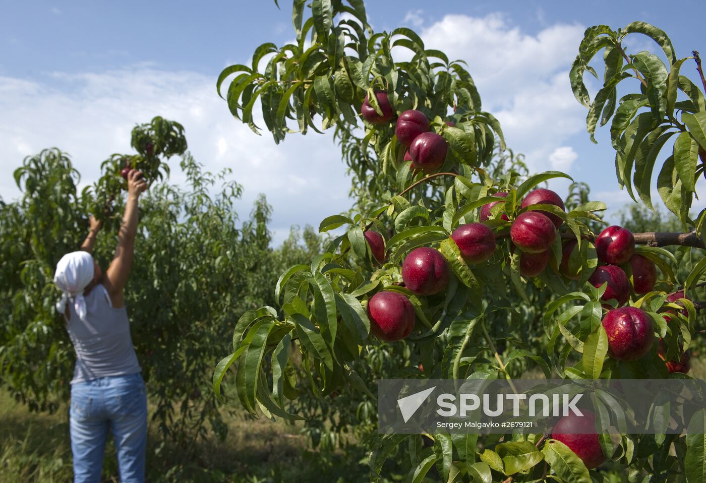 Picking fruits in Crimea
