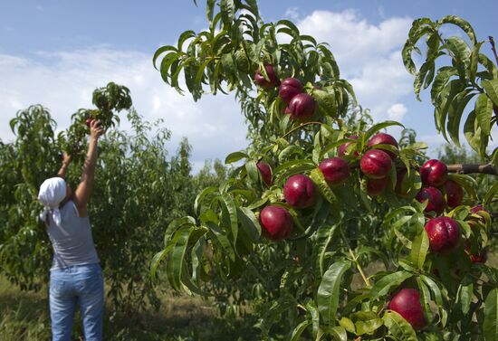 Picking fruits in Crimea