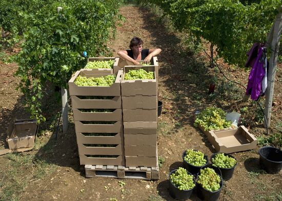 Picking fruits in Crimea