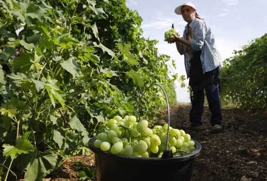Picking fruits in Crimea
