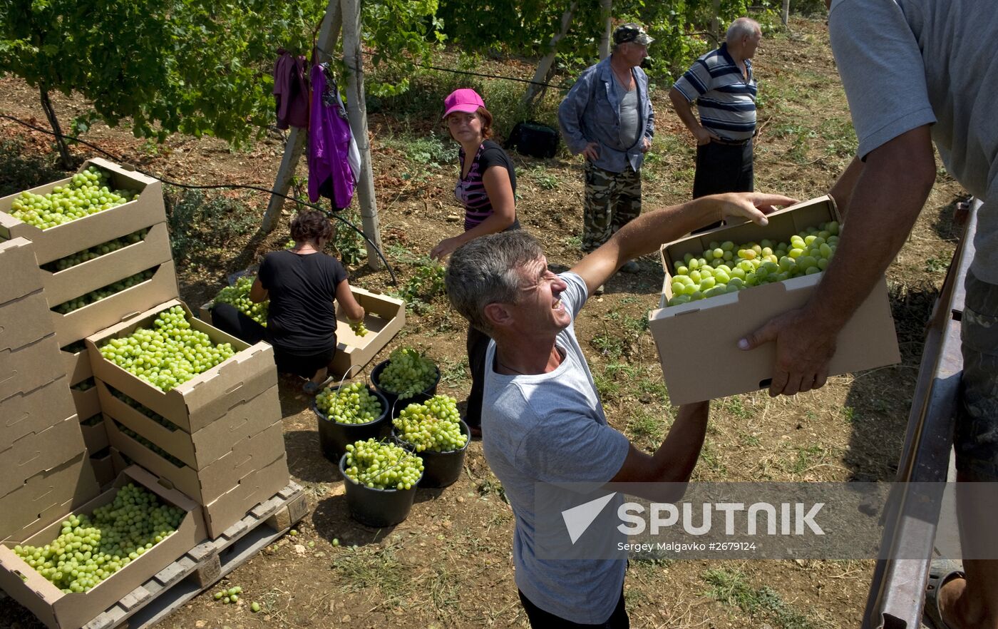 Picking fruits in Crimea