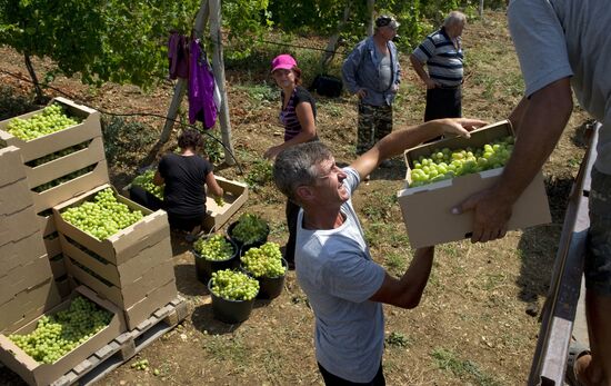Picking fruits in Crimea