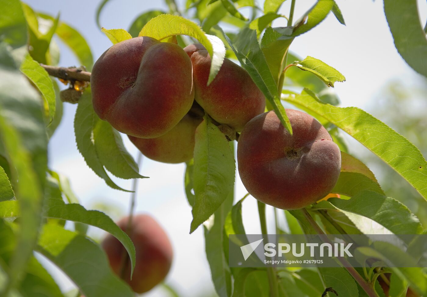 Picking fruits in Crimea