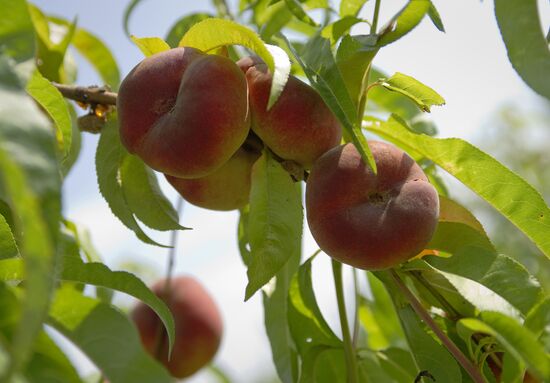 Picking fruits in Crimea