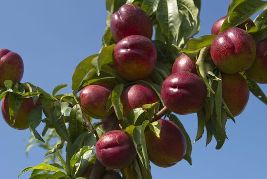 Picking fruits in Crimea