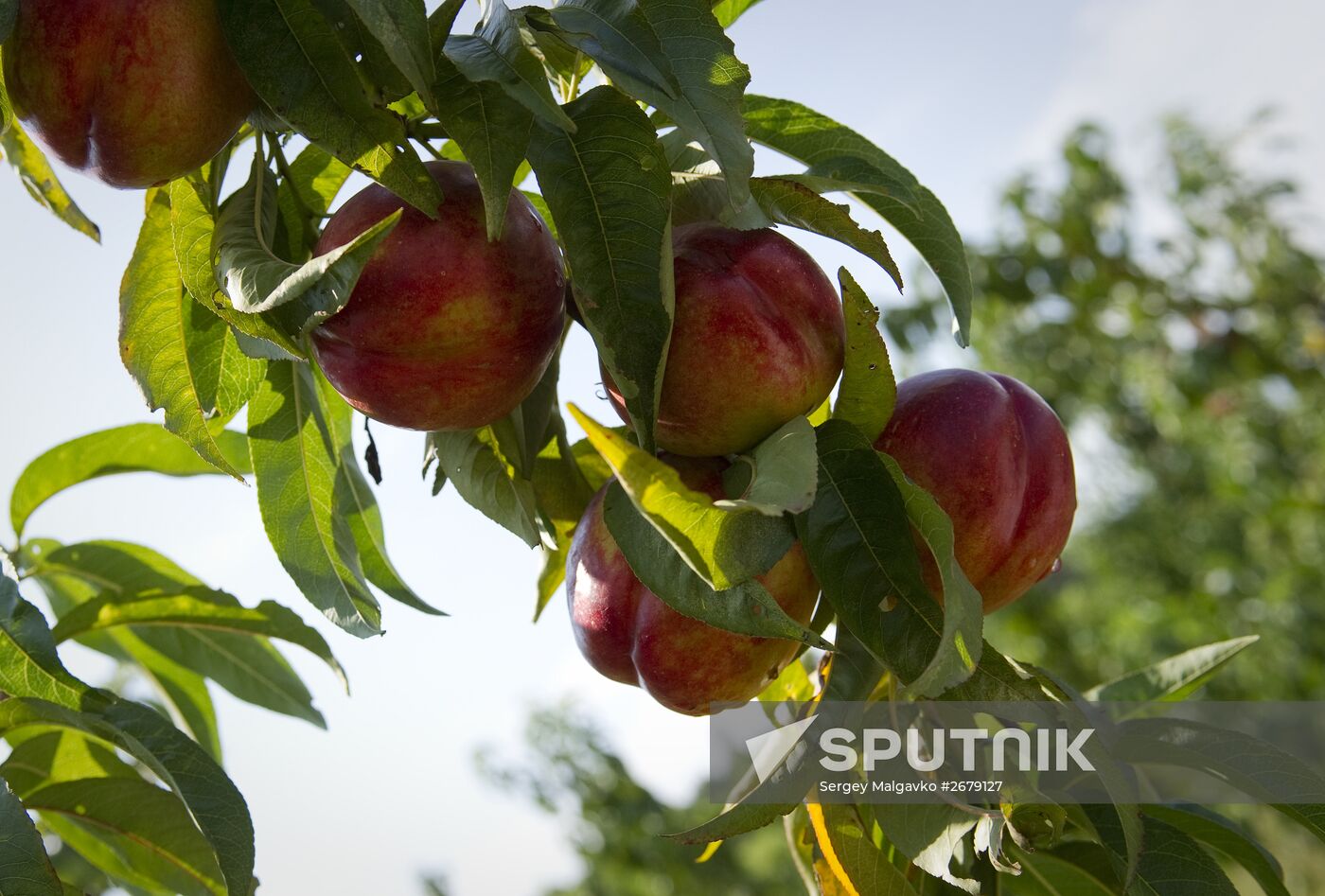Picking fruits in Crimea