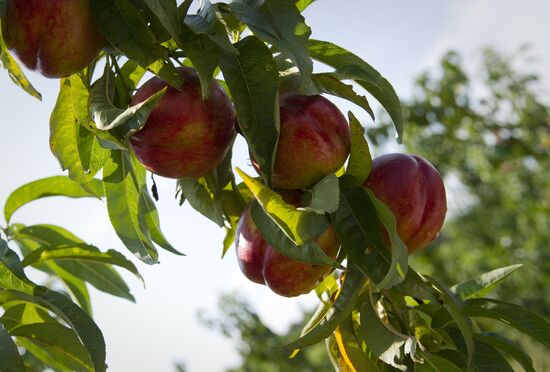 Picking fruits in Crimea